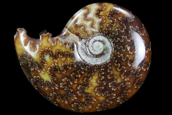 Polished, Agatized Ammonite (Cleoniceras) - Madagascar #97229